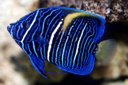 Asfur Angel: Juvenile: Tank Raised