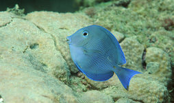 Atlantic Blue Tang: Juvenile