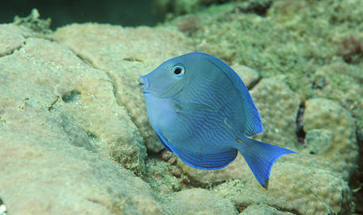 Atlantic Blue Tang: Juvenile