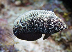 Black Leopard Wrasse