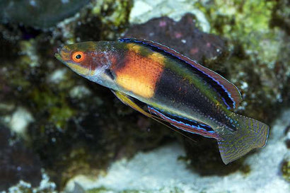 Balteatus Fairy Wrasse: Male