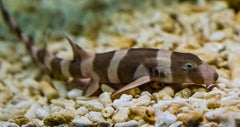 Banded Cat Shark