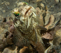 Banded Jawfish