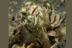 Banded Jawfish