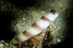 Banded Prawn Goby