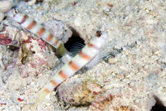 Banded Prawn Goby