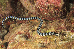 Banded Snake Eel