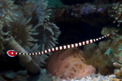 Banded Pipefish