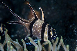 Banner (Bangaii) Cardinal: Tank Raised