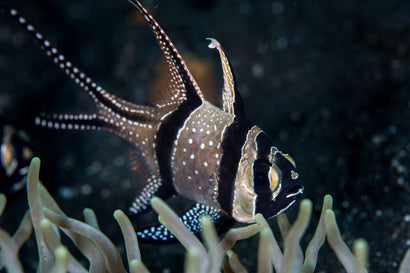 Banner (Bangaii) Cardinal: Tank Raised