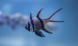 Banner (Bangaii) Cardinal