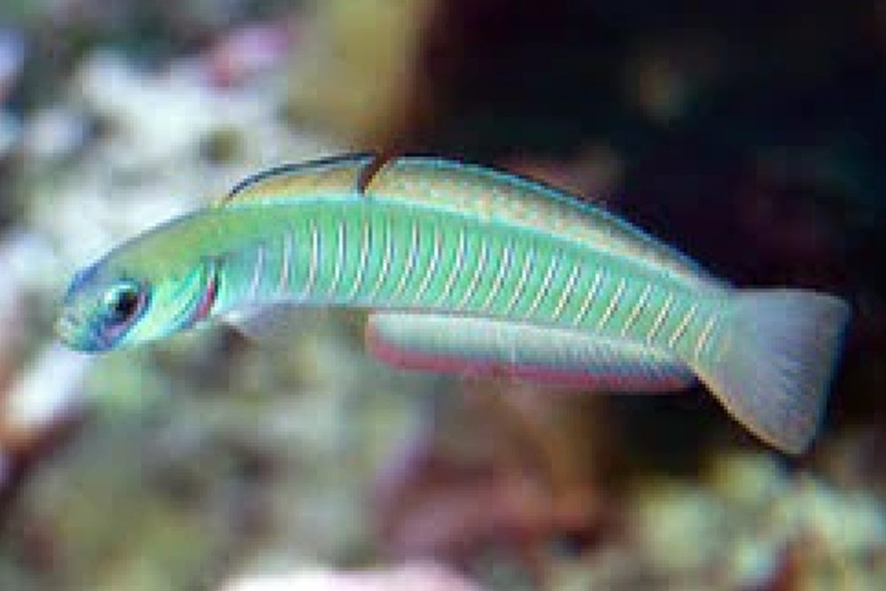 Bar Goby