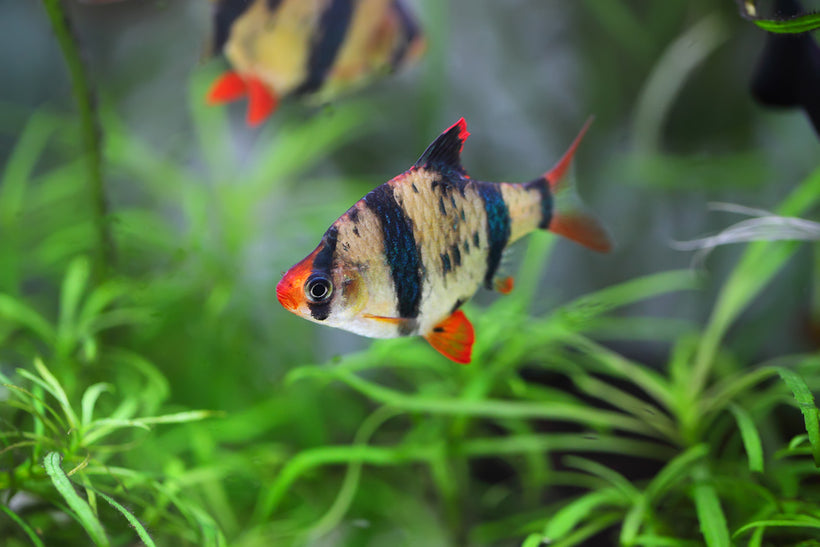 Freshwater – Sea Dwelling Creatures