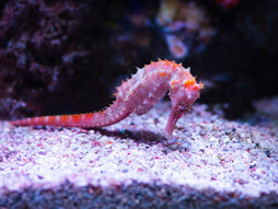 Barbouri Seahorse: Color: Tank Raised
