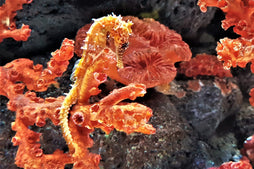 Barbouri Seahorse: Orange: Tank Raised