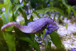 Barbouri Seahorse: Tank Raised