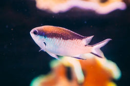 Barrier Reef Chromis