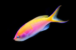 Bartlett's Anthias: Female