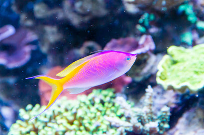 Bartlett's Anthias: Male