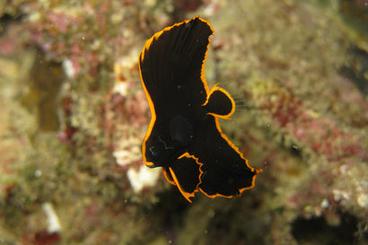 Batfish