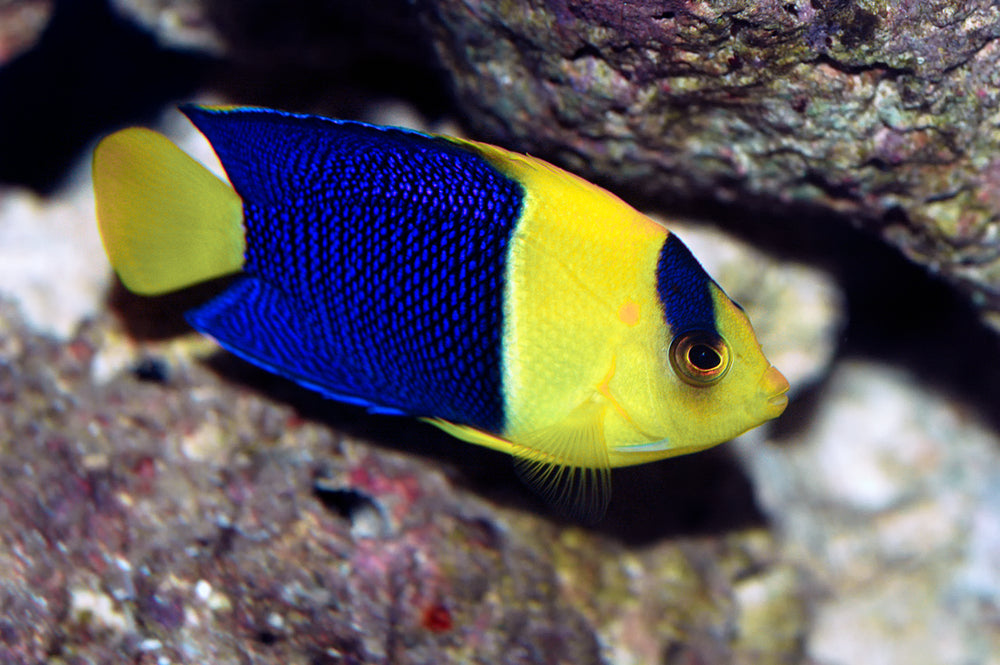 Bicolor Angel