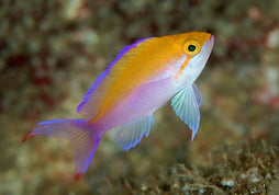 Bicolor Anthias