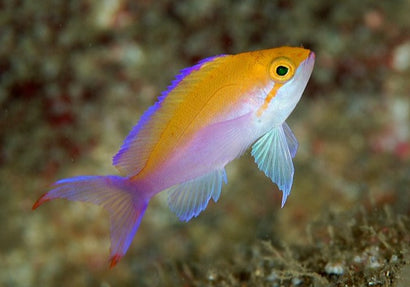 Bicolor Anthias
