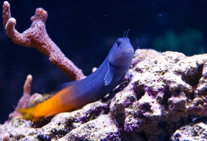Bicolor Blenny: Male