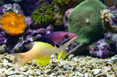 Bicolor Goatfish
