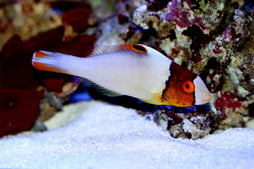 Bicolor Parrotfish