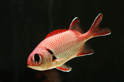 Bigeye Soldierfish