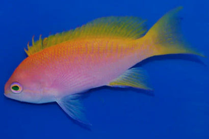 Bimaculatus Anthias: Female