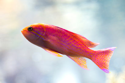 Bimaculatus Anthias: Male