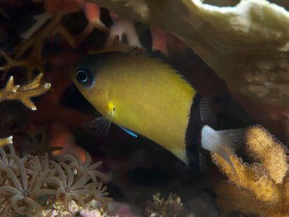 Black Bar Chromis
