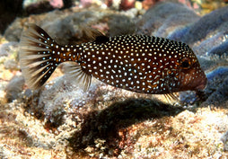 Black Boxfish: Female
