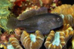 Black Clown Goby
