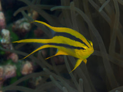 Black & Gold Chromis
