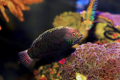 Black Leopard Wrasse