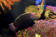 Black Leopard Wrasse