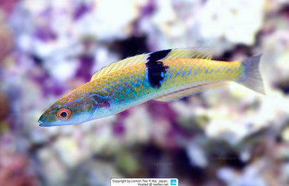 Black Patch Pencil Wrasse: Female