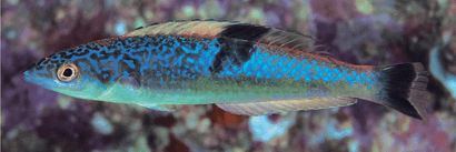 Black Patch Pencil Wrasse: Male