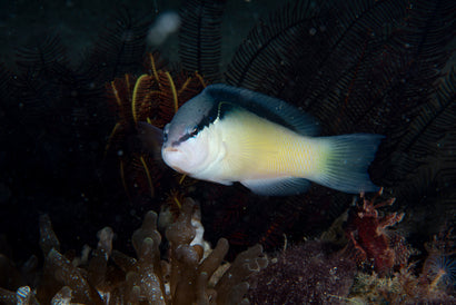 Black Streak Pseudochromis