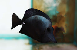 Black Tang