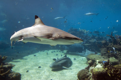 Black Tip Reef Shark