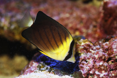 Blackburn's Butterfly