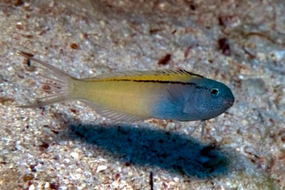 Blackline Blenny (Blue/Yel): Tank Raised