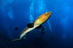 Blacksaddle Snake Eel