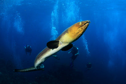 Blacksaddle Snake Eel