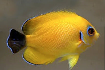 Blacktail Lemonpeel: Super