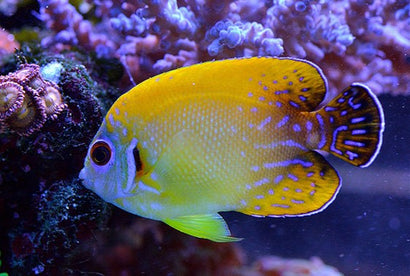 Blacktail Lemonpeel: Hybrid